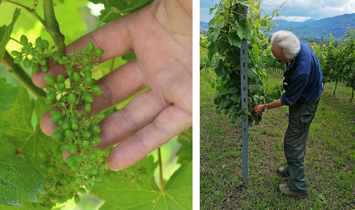 Lavori in vigna